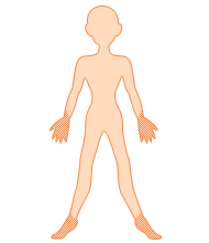 臀部から足の外側、足の裏 